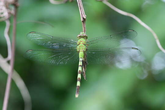 Image of Great Pondhawk