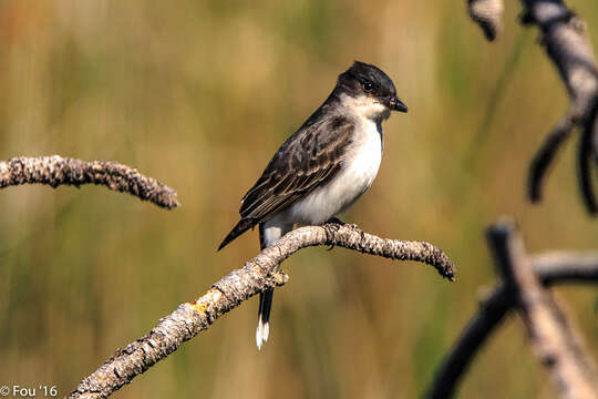 Image of Eastern Kingbird