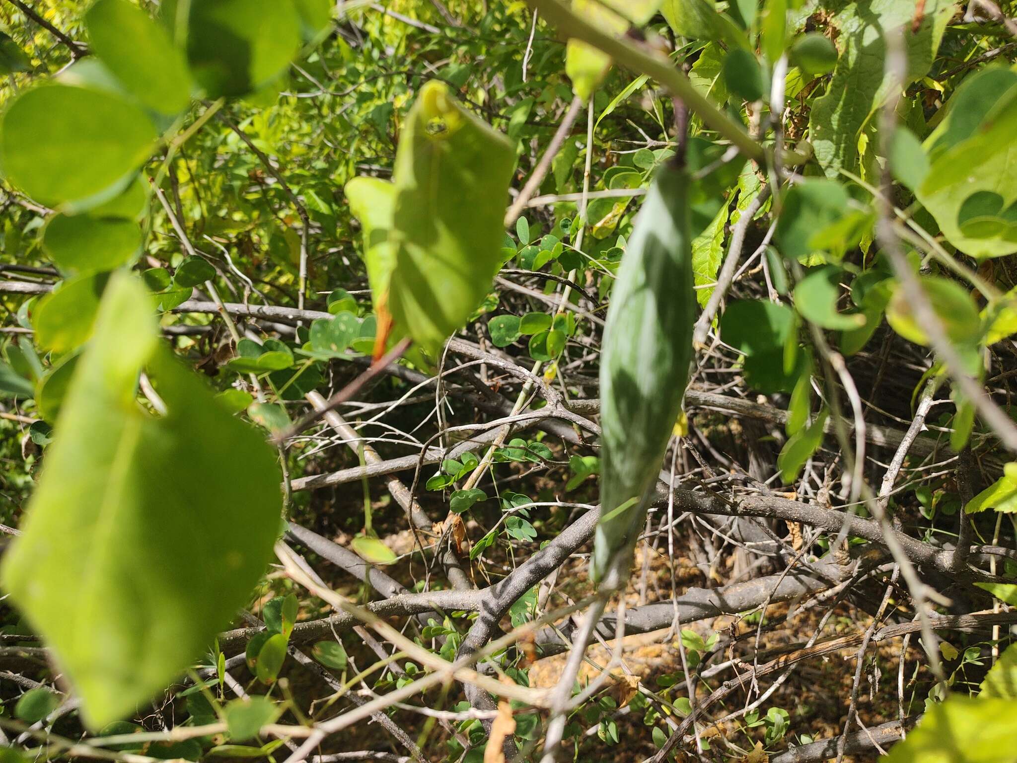 Image of Sonoran milkvine