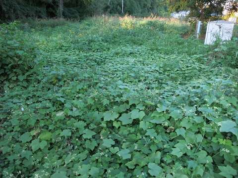 Image of oneseed bur cucumber