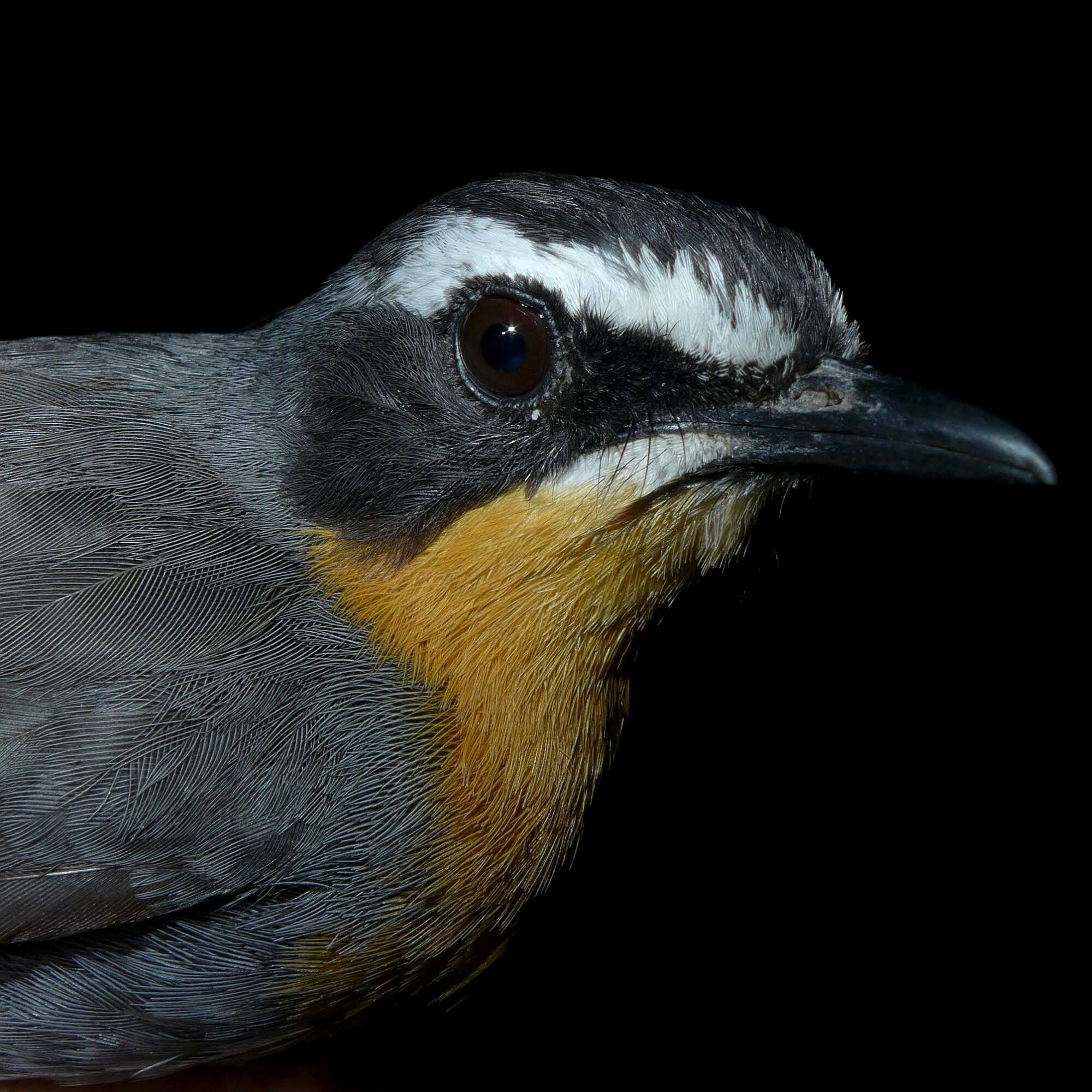 Image of Cape Robin