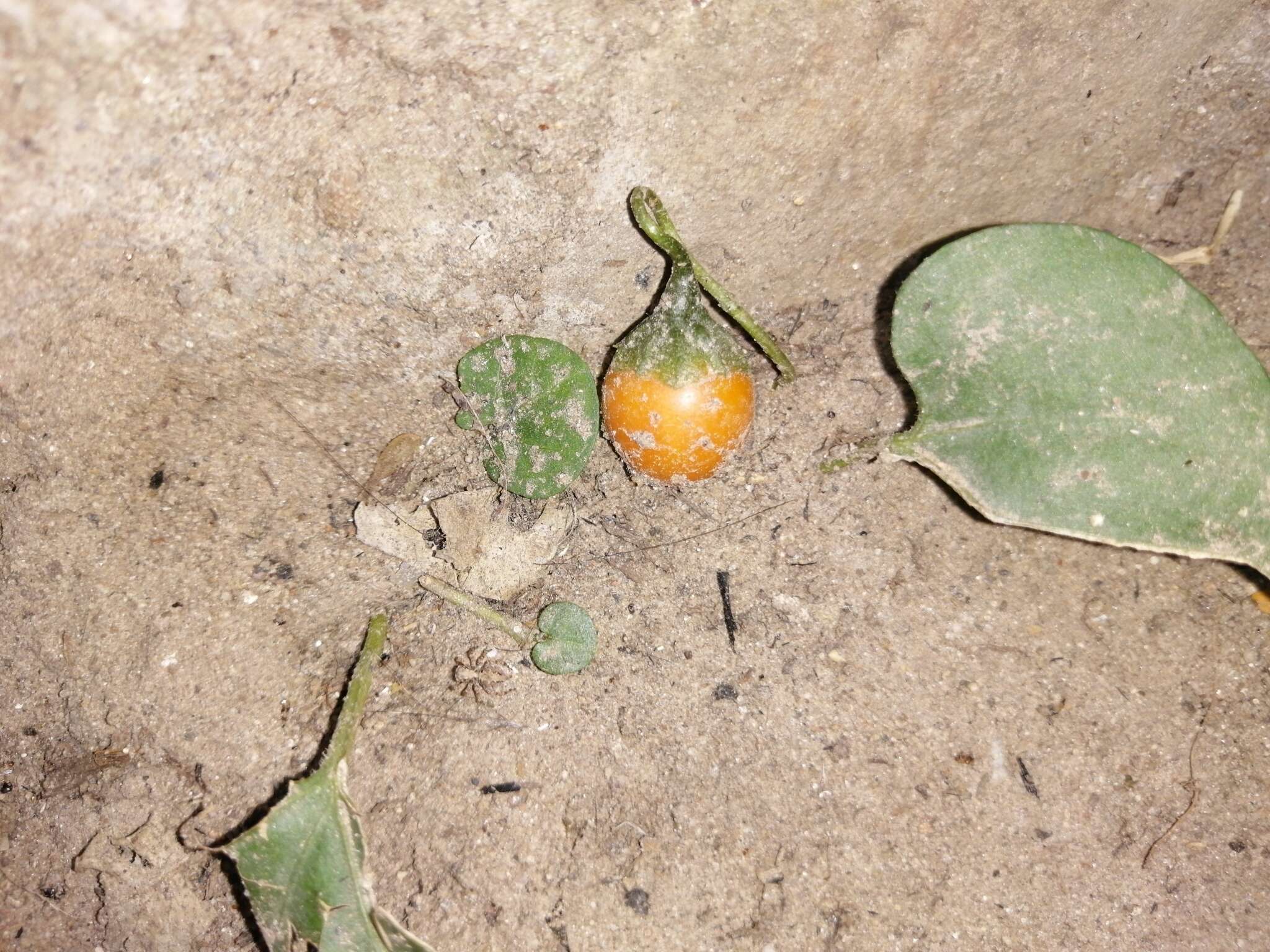 Image de Lycianthes asarifolia (Kunth & Bouché) Bitter