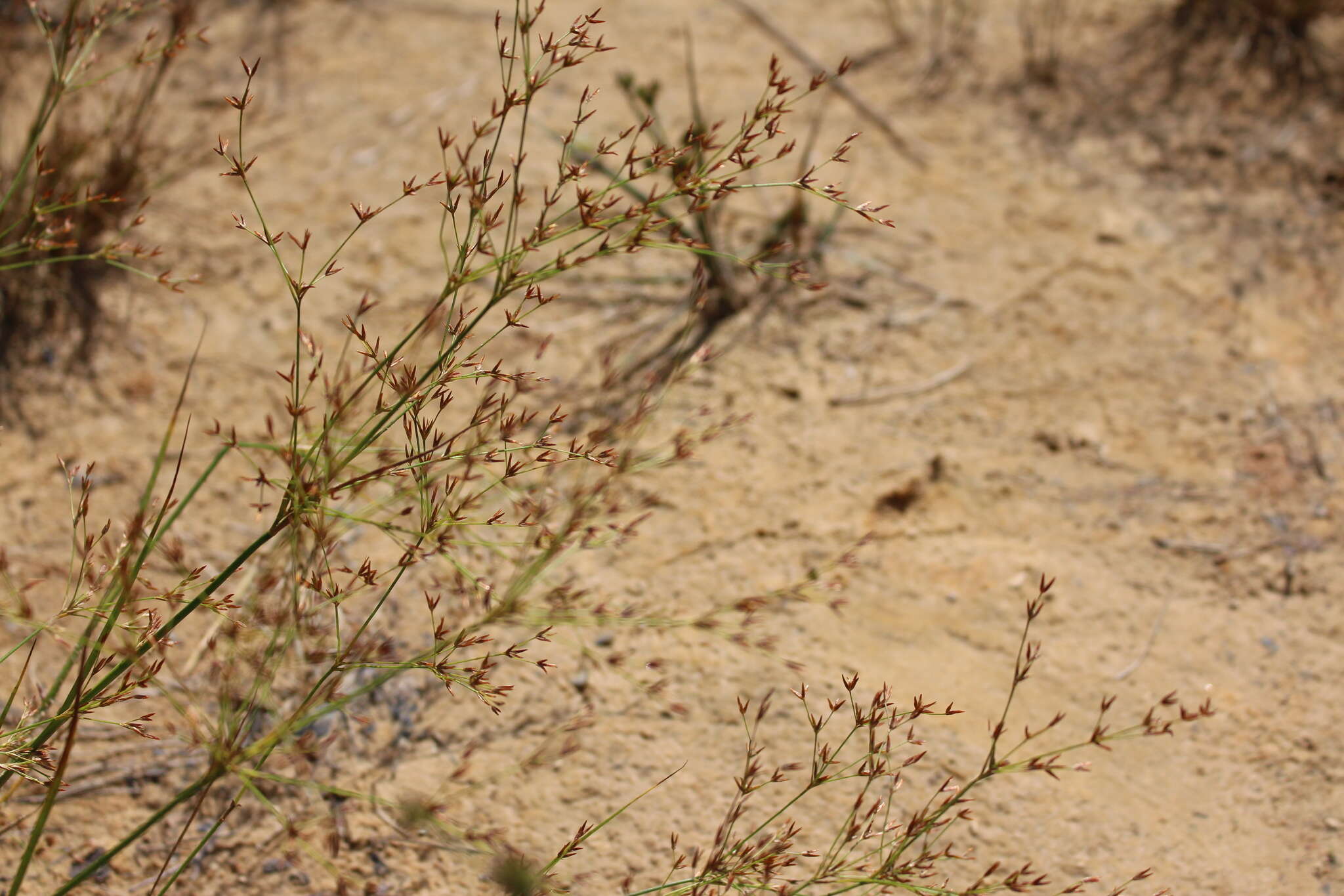 Imagem de Juncus diffusissimus Buckley