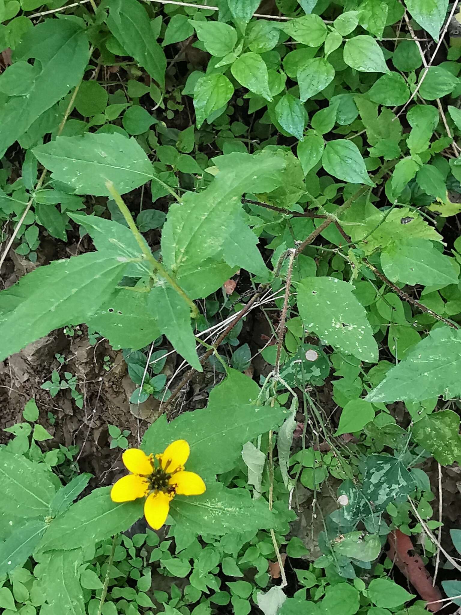 硬果菊属的圖片