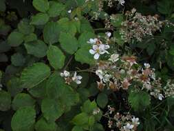 Image of Rubus incurvatiformis Edees
