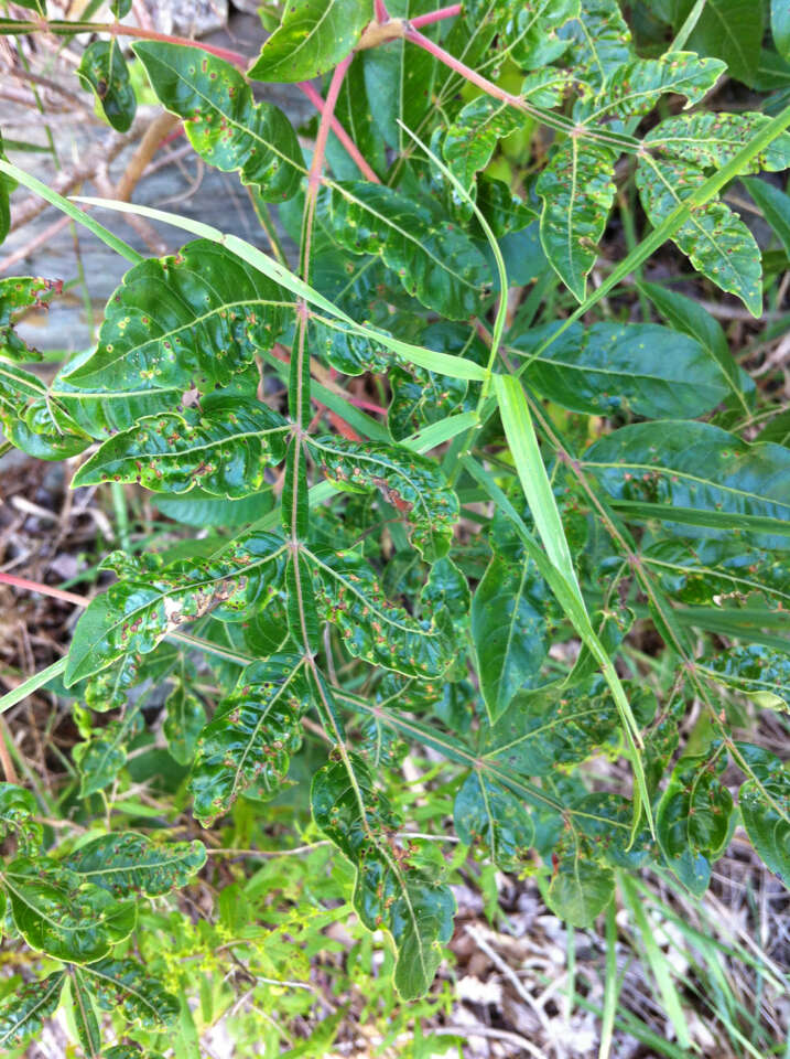 Image of Rhus copallina L.