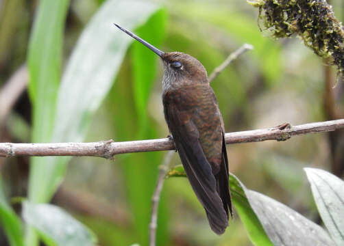 Image of Bronzy Inca