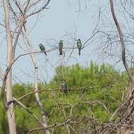 Plancia ëd Merops apiaster Linnaeus 1758