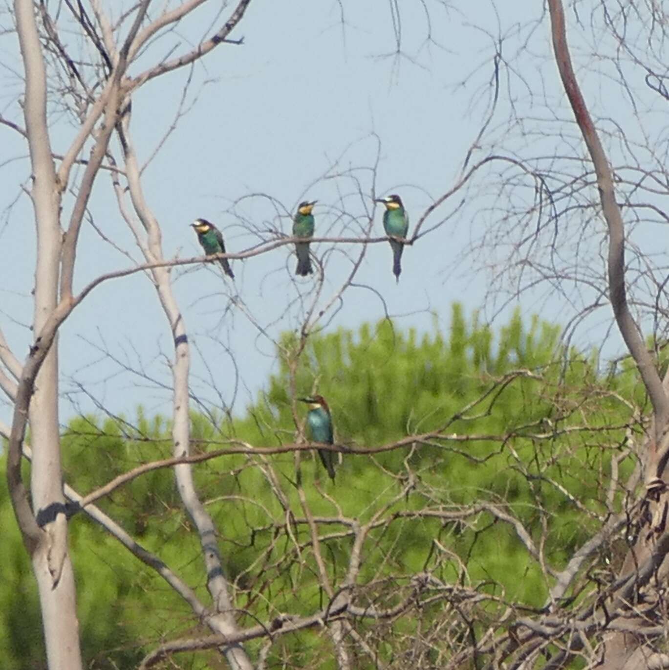 Plancia ëd Merops apiaster Linnaeus 1758