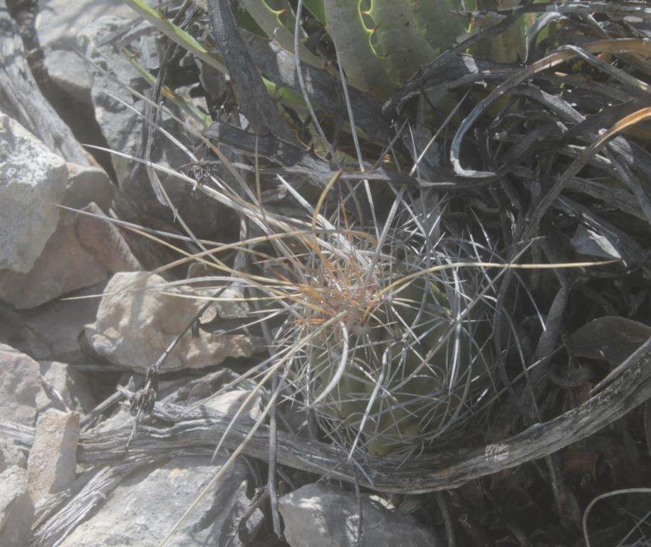 Image of Thelocactus tulensis (Polseg.) Britton & Rose