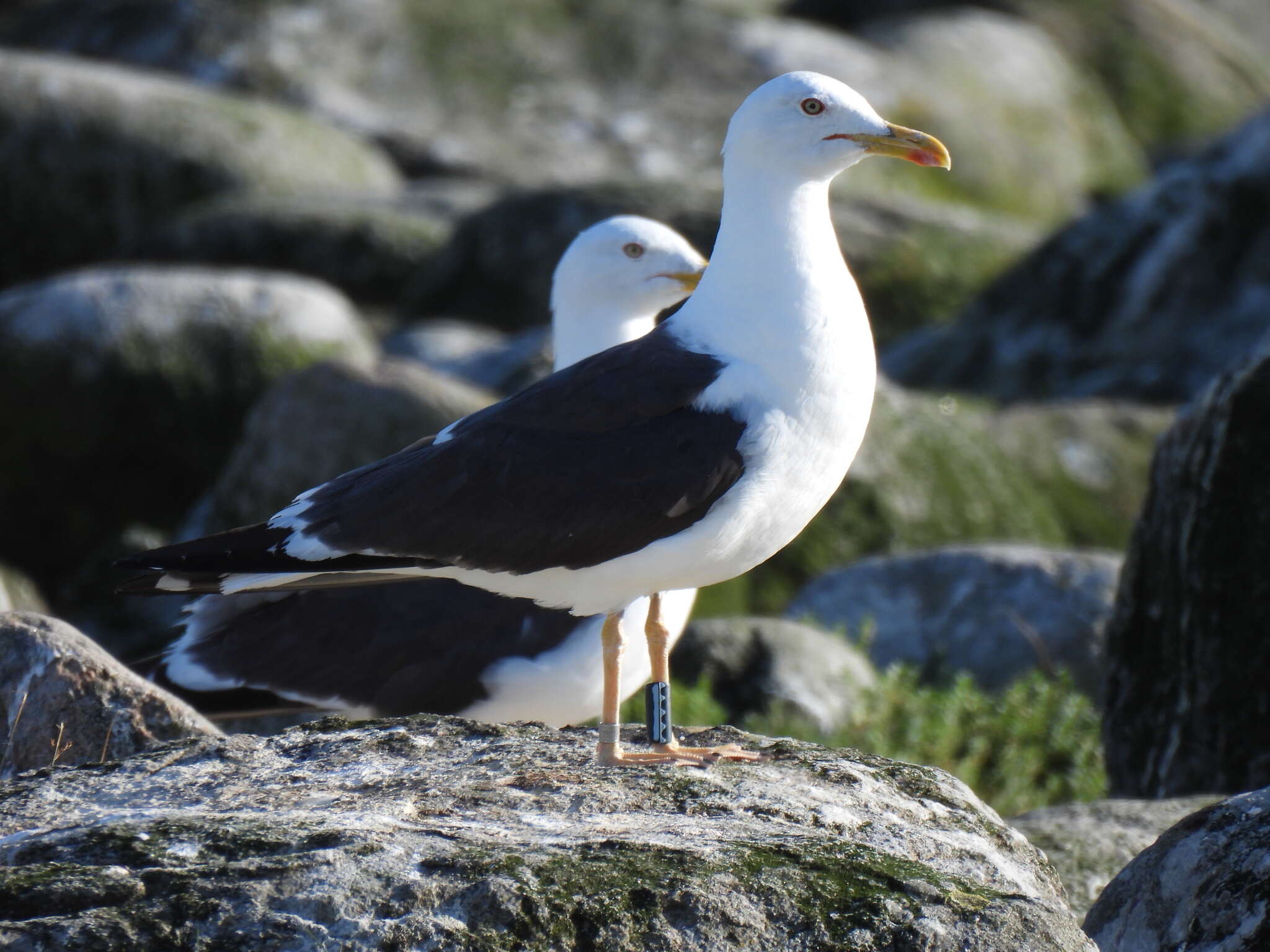 Image of Larus fuscus intermedius Schiøler 1922