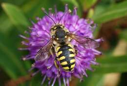 Image de Anthidium florentinum (Fabricius 1775)