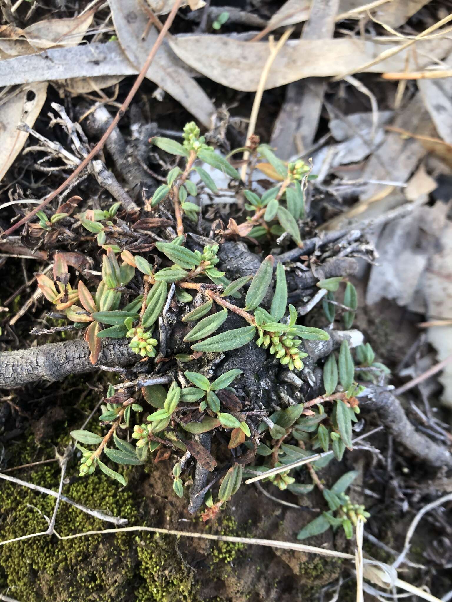 Sivun Persicaria prostrata (R. Br.) Sojak kuva