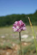 Image of sand leek