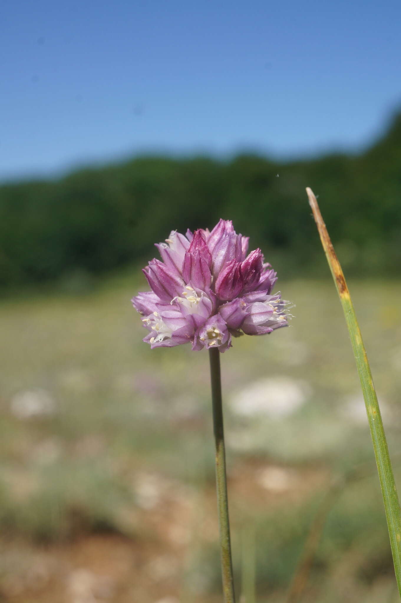 Image of sand leek