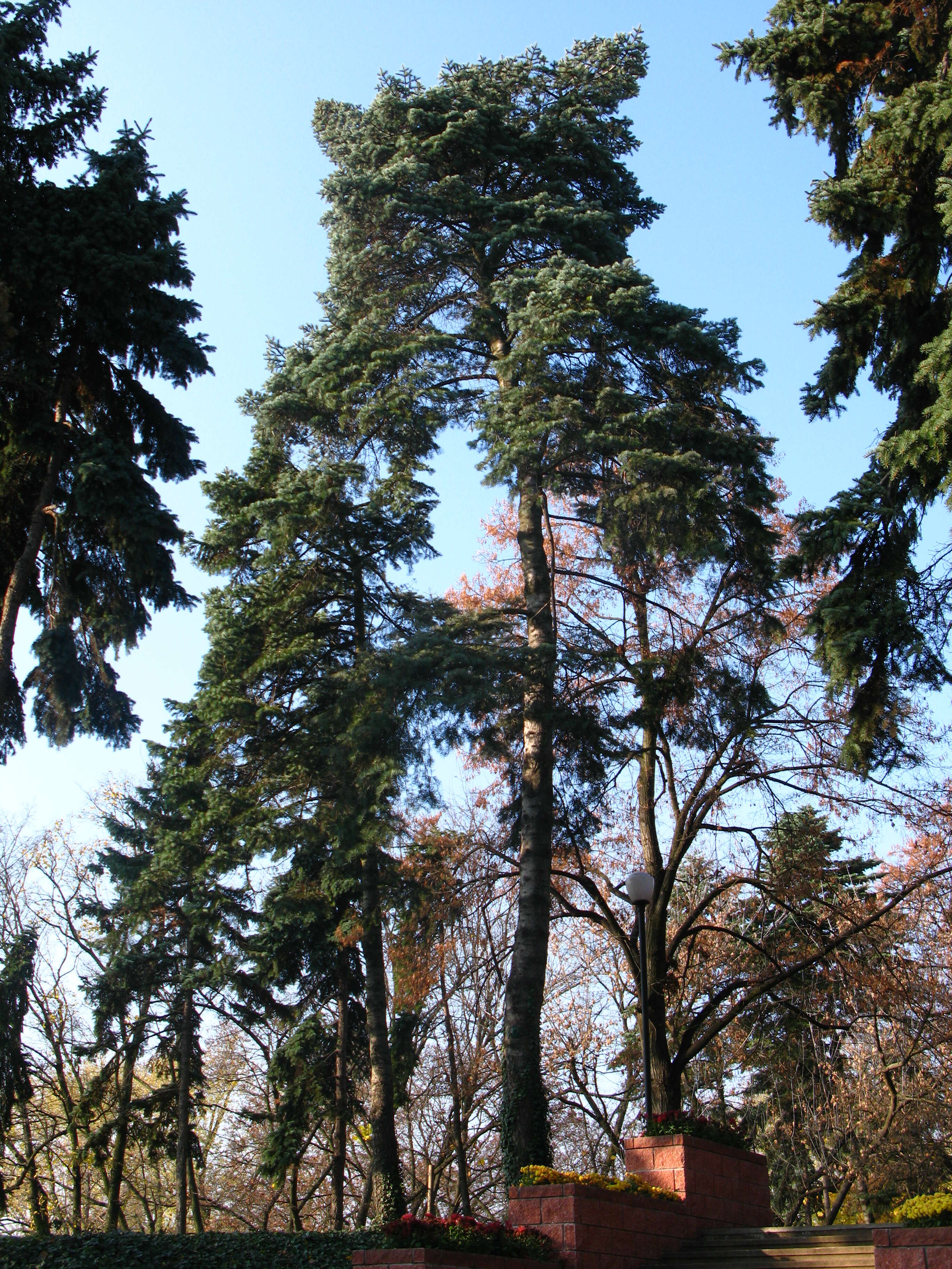 Image of white fir