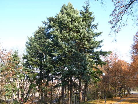 Image of Douglas Fir