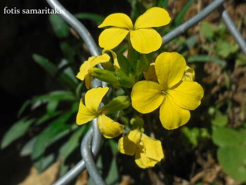 Image of Erysimum candicum Snogerup