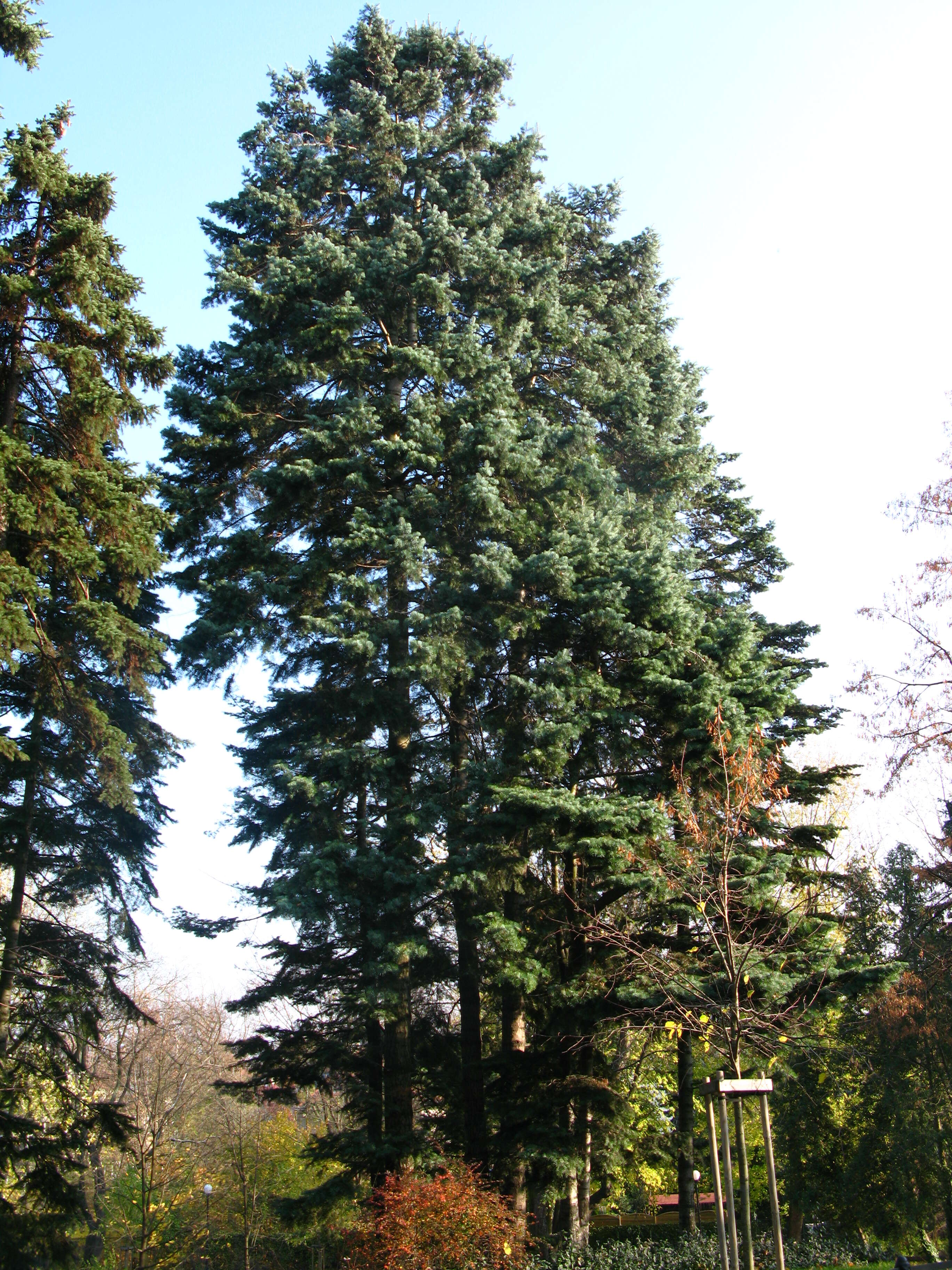 Image of white fir