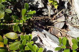 Image of eight-spotted Buprestis