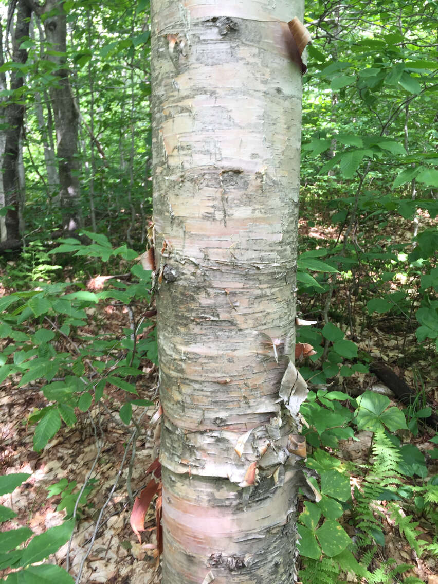 Image of Hearleaf Birch