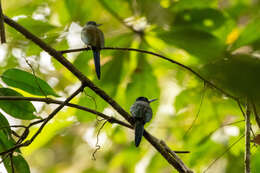 Image of Purplish Jacamar