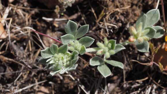 <i>Acmispon argophyllus</i>的圖片