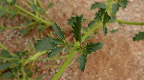 Image of Chascanum garipense E. Mey.