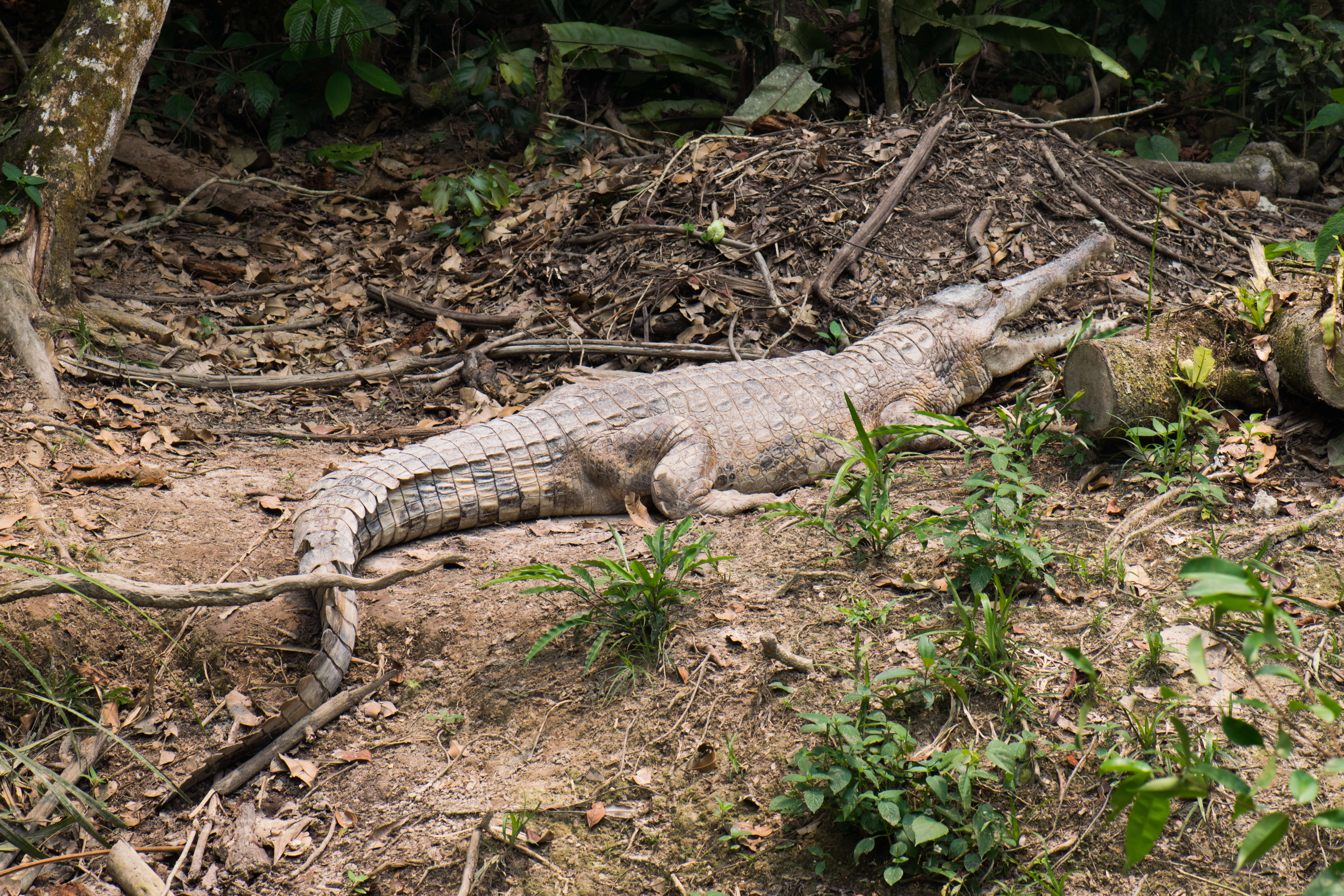 Image of Gavialis