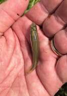 Image of Blackspotted Topminnow