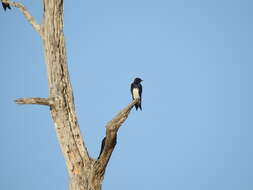 Image of Caribbean Martin