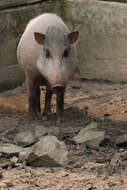 Image of Brown-speckled Sphaero