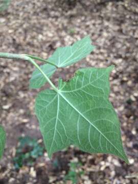 صورة Jatropha malacophylla Standl.