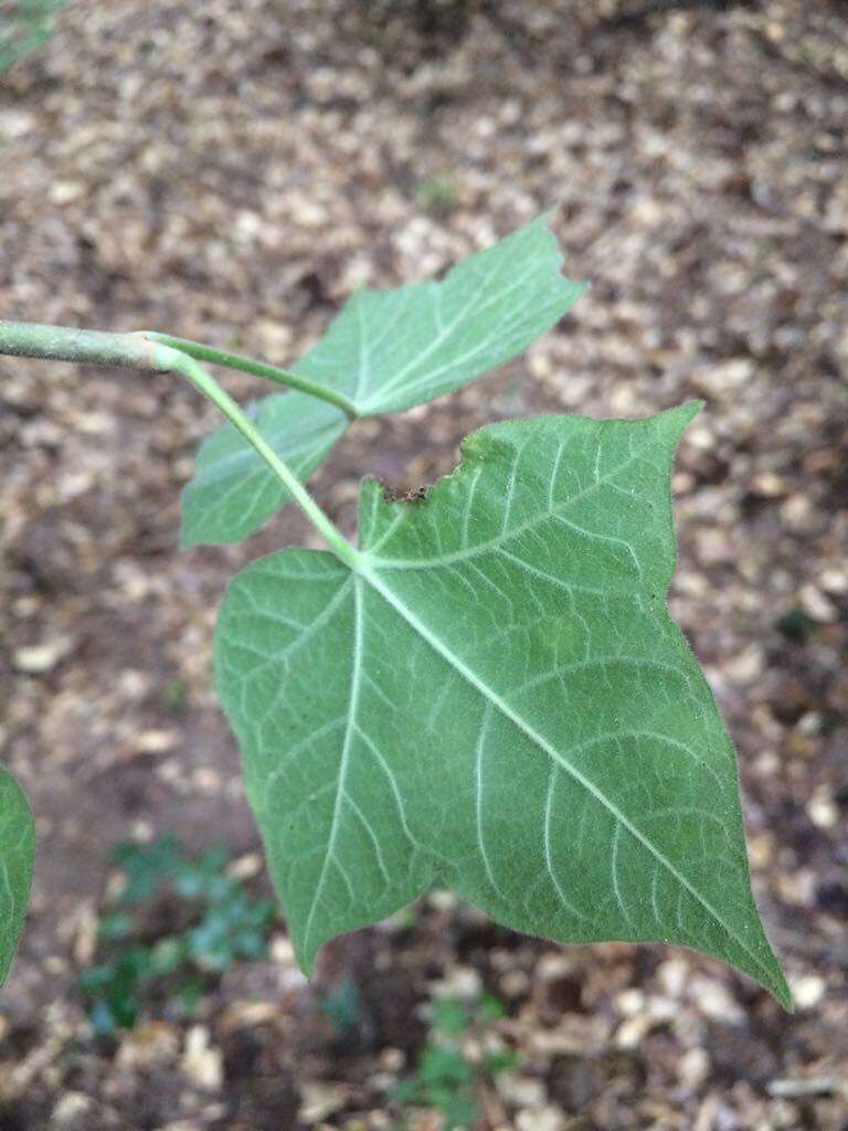 Sivun Jatropha malacophylla Standl. kuva