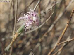 Image of Dianthus sinaicus Boiss.