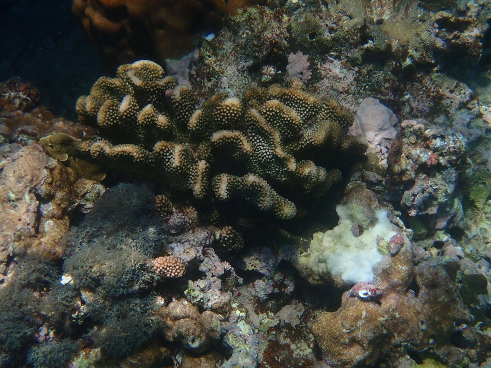 Слика од Pocillopora meandrina Dana 1846