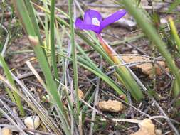 Image of Patersonia fragilis (Labill.) Asch. & Graebn.