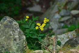 صورة Nemosenecio formosanus (Kitam.) B. Nord.