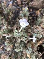 Image of Barleria heterotricha Lindau