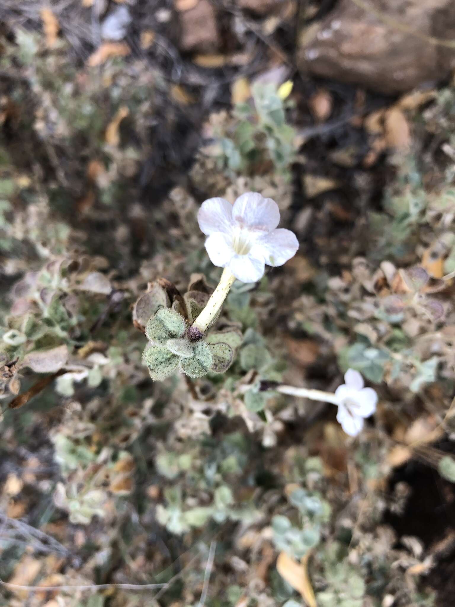 Image of Barleria heterotricha Lindau