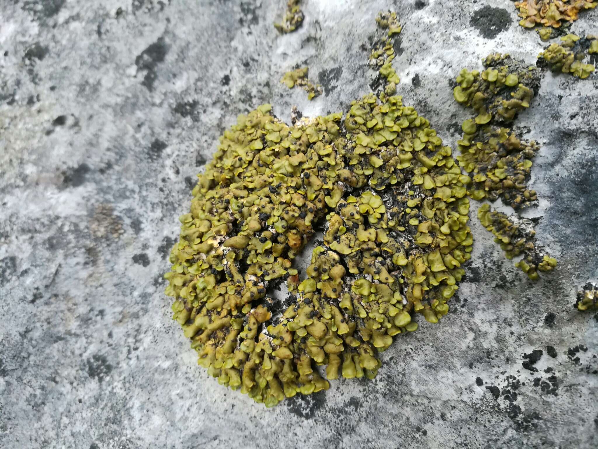 Image of Texas xanthopsorella lichen