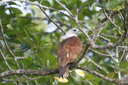 Image of Brahminy Kite