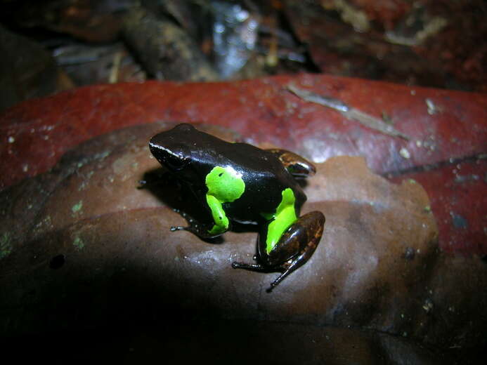 Image of Baron's Mantella