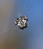 Image of Spiny orb-weavers