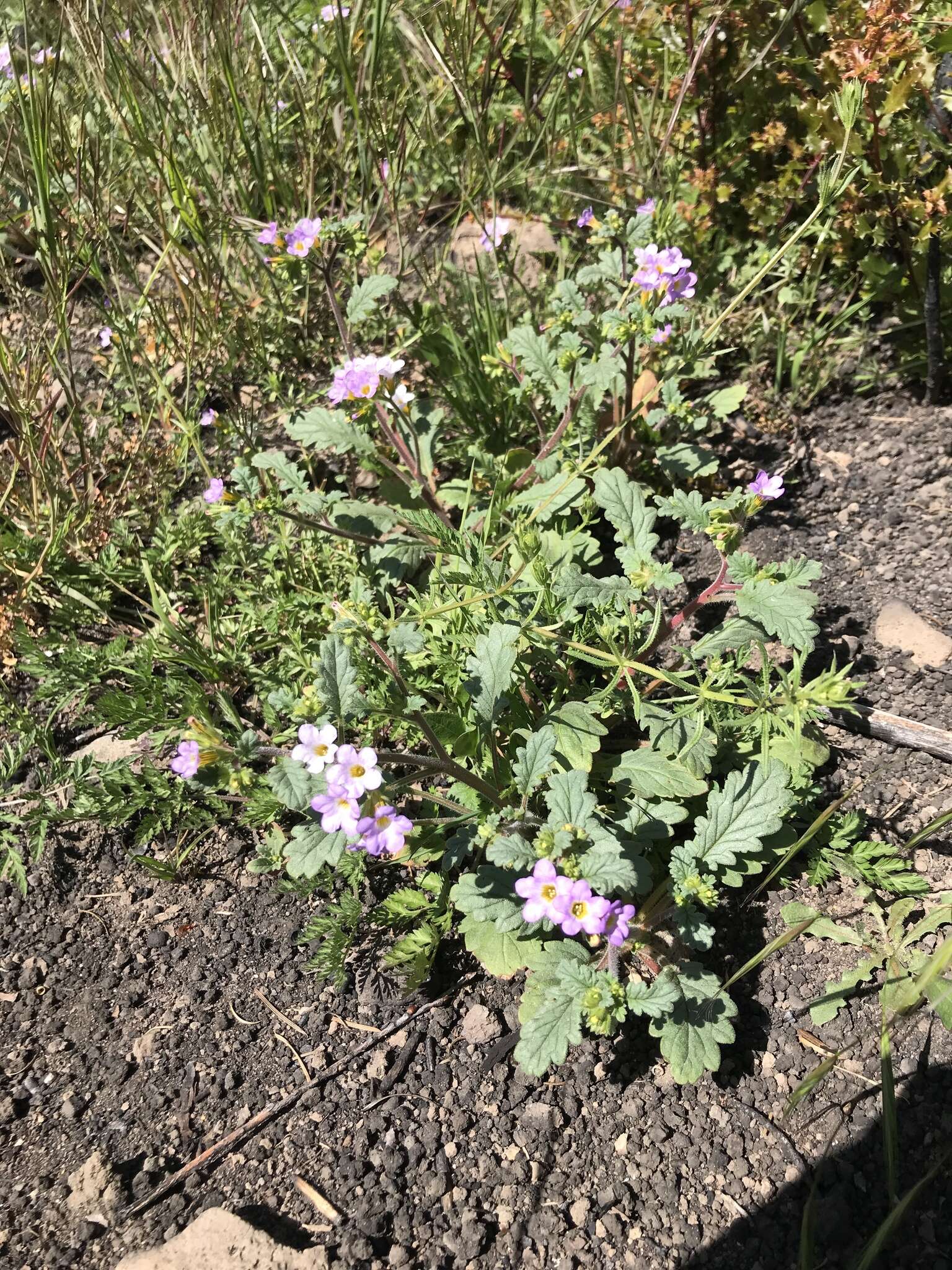 Image of sweetscented phacelia