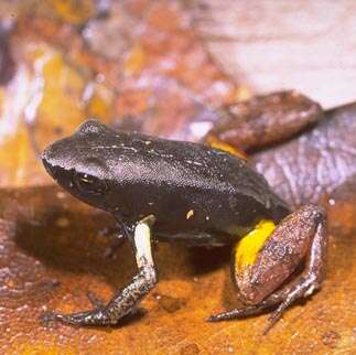 Image of Bernhard's Mantella