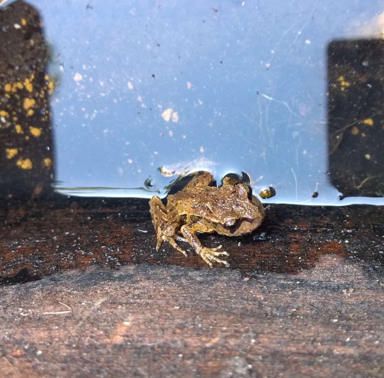 Image of New Zealand primitive frogs