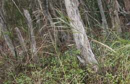 Слика од Phragmites Adans.