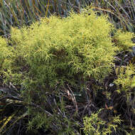 Brunia africana (Burm. fil.) Class.-Bockh. & E. G. H. Oliv. resmi