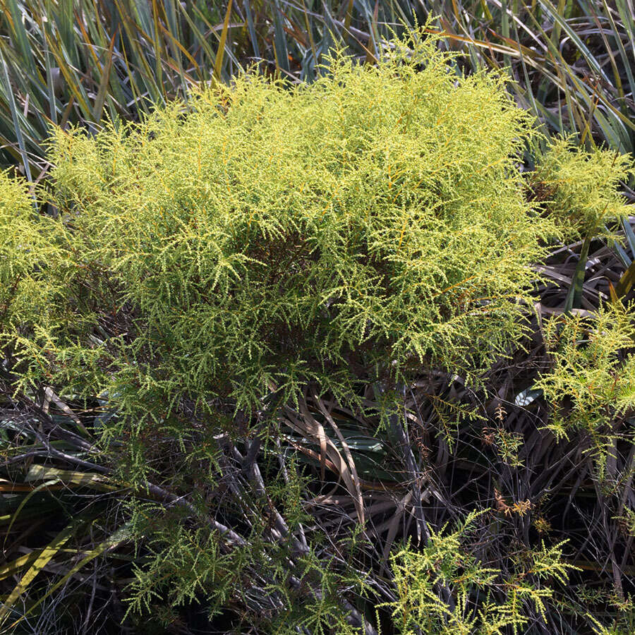 Imagem de Brunia africana (Burm. fil.) Class.-Bockh. & E. G. H. Oliv.